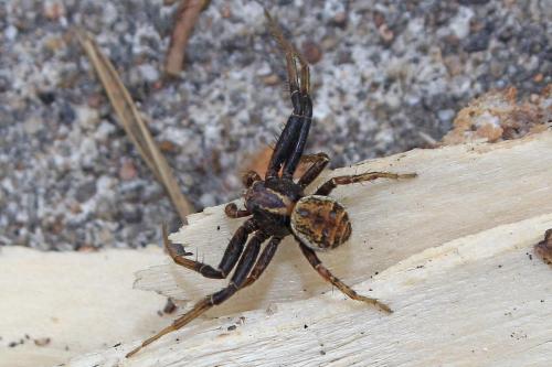 Xysticus sp.